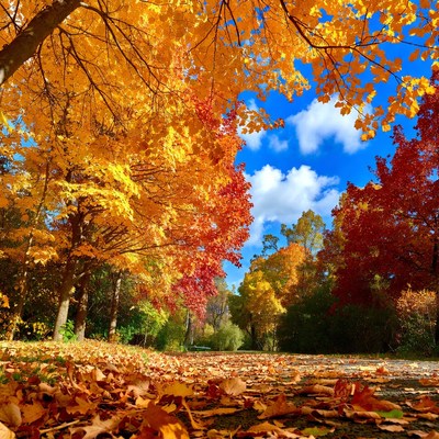 Autumn Trees Framing Fall Path