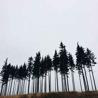 Silhouettes of pine trees on foggy hill