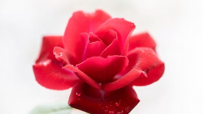 Red Rose with Water Droplets