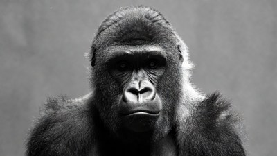 Close-up black and white gorilla portrait