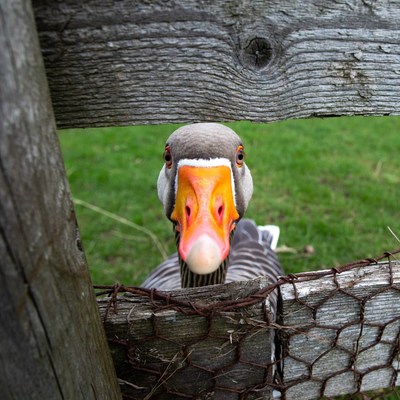 Goose peeking through wooden fence