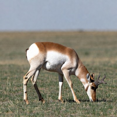 Pronghorn antelope grazing in grassland