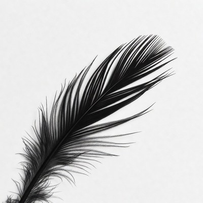 Black feather on white background