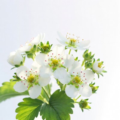 White Blackberries Flowers Cluster