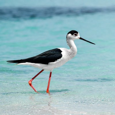 Black-necked Stilt in shallow water