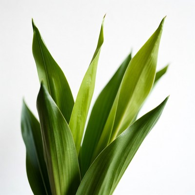 Closeup of lush green dracaena leaves