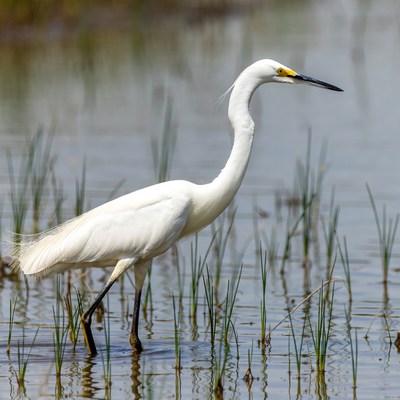 Snowy Egret in Marsh Water
