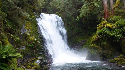 Waterfall cascading in lush forest