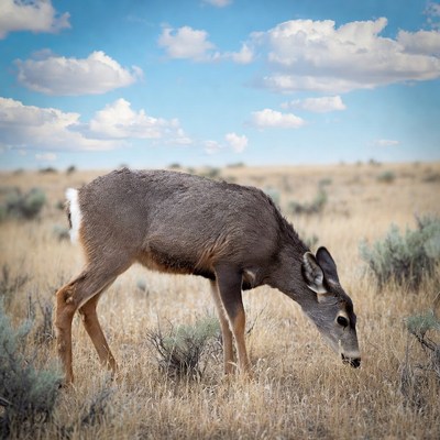 Mule deer grazing in field