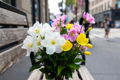 Colorful Flowers on Urban Bench