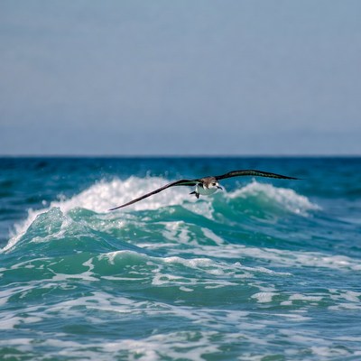 Seabird flying over ocean waves
