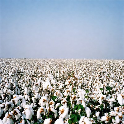 Vast White Cotton Field