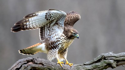 Red-tailed Hawk Perched on Branch