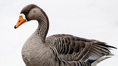 Greylag Goose on White Background