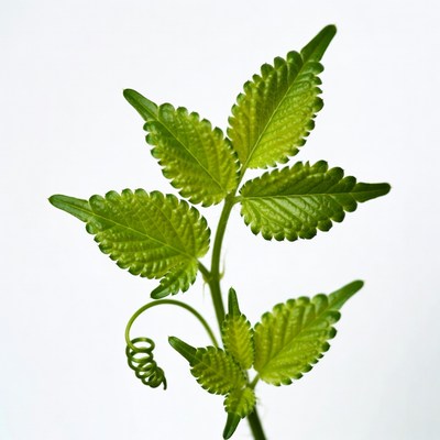 Fresh serrated green leaves on stem