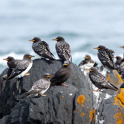 Group of Arctic Terns on Rocks