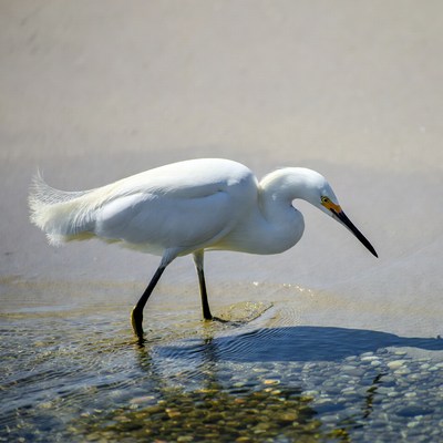White egret foraging in shallow water