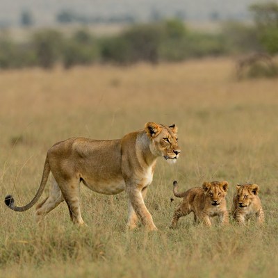 Lioness walking with lion cubs