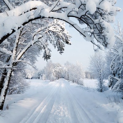 Snowy Path Through Winter Trees