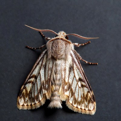 Brown moth with white wing patterns