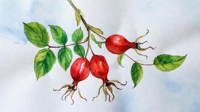 Rose Hips on Branch Illustration