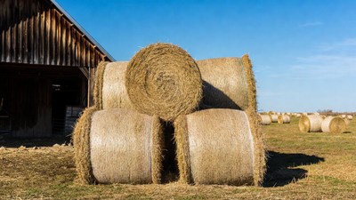 Hay bales near wooden barn