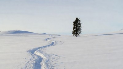 Lone Pine Tree Snowy Trail