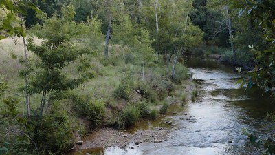 Forest Stream Flowing Through Greenery