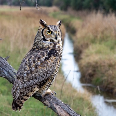 Great Horned Owl on Tree Branch
