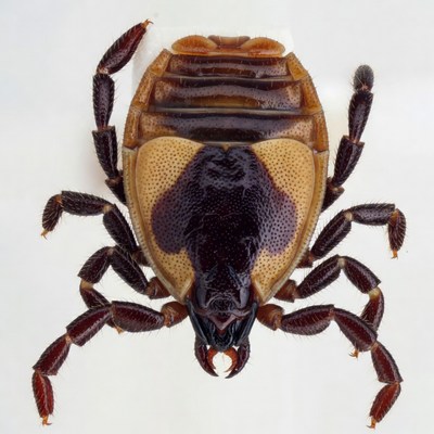 Tick on white background