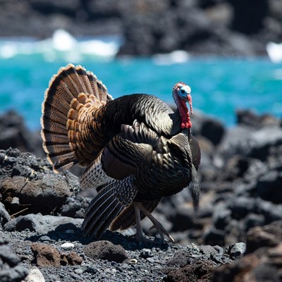 Turkey displaying feathers on lava rocks