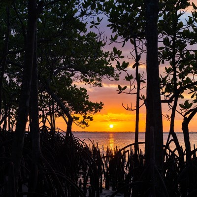 Sunset over Mangrove Forest