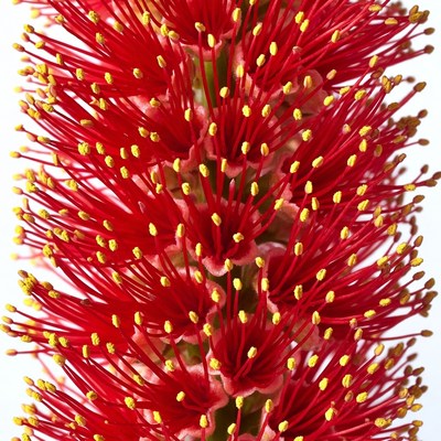 Red Bottlebrush Flower Closeup
