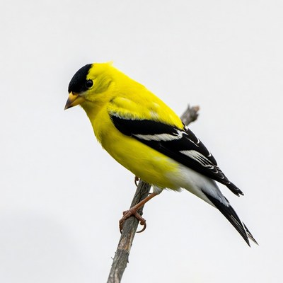 American Goldfinch perched on branch