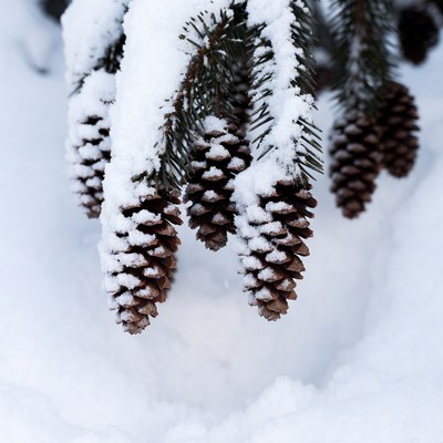 Snow-covered pine cones on branches