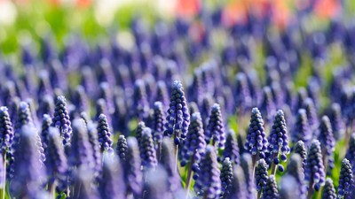 Purple Hyacinth Flowers in Bloom