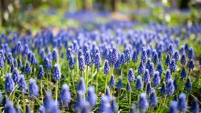 Blue Hyacinth Flowers in Field