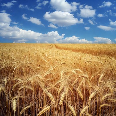 Golden Wheat Field Under Blue Sky