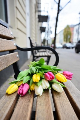 Colorful tulips on wooden bench