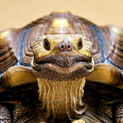 Close-up of sulcata tortoise face