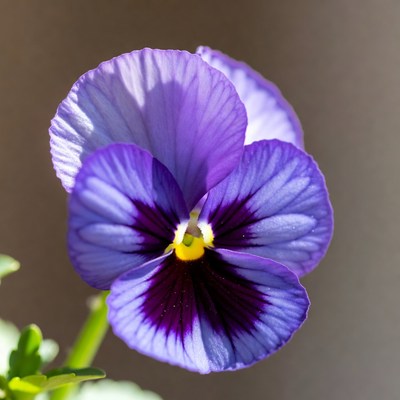 Purple Violet Flower Closeup