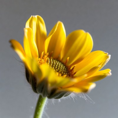 Yellow Daisy Flower Closeup