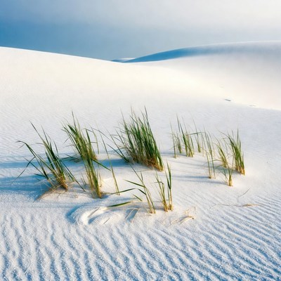 Grass tufts on white sand dunes