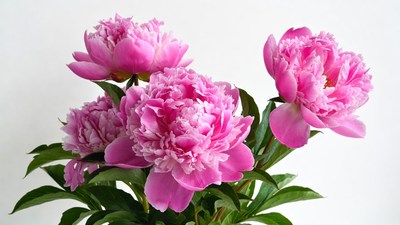Pink peony flowers bouquet
