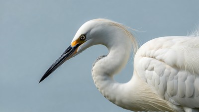 White egret with yellow eyes