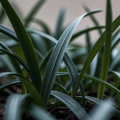 Close-up of fresh green grass blades