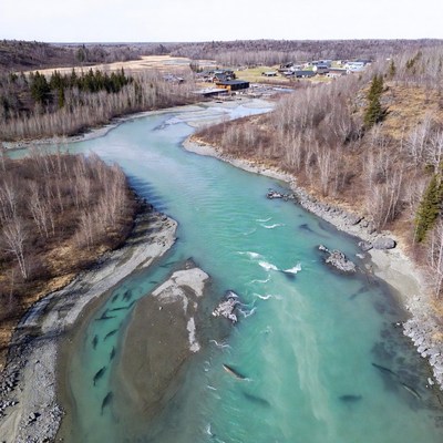 Salmon spawning in turquoise river