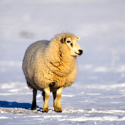 Fluffy sheep standing in snow