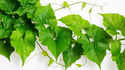 Green Ivy Leaves Border