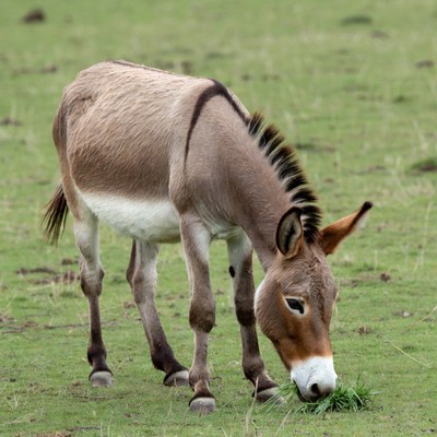Donkey grazing in green field
